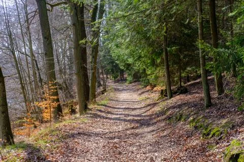 Early Spring Woods Stock Photos