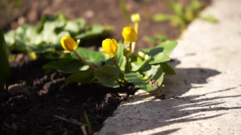 Early spring yellow and blue blooming wildflowers	 Stock Footage 134028082