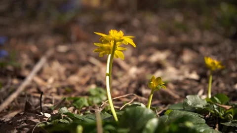 Early spring yellow and blue blooming wildflowers	 Stock Footage 134028140