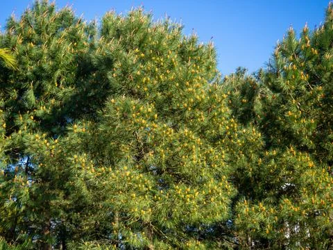 Early spring young cones on the branches. Crown of coniferous trees. Cones .. Stock-Fotos