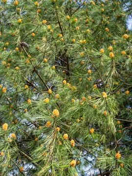 Early spring young cones on the branches. Crown of coniferous trees. Cones .. Stock Photos