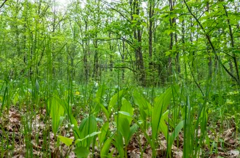 Early spring, young grass making its way through the old foliage in the fores Stock Photos