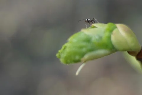 Early spring young light green sprouts macro Stock Photos