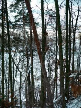 Early Springtime And Trees 写真素材