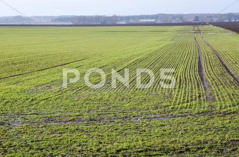 Early springtime field Stock Photos