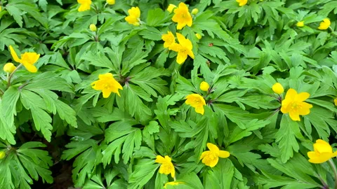 Early springtime flowers, small yellow wildflowers anemones in park Stock Footage 236986396