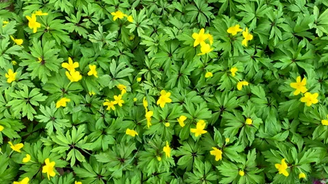 Early springtime flowers, small yellow wildflowers anemones in park Stock Footage 237005192