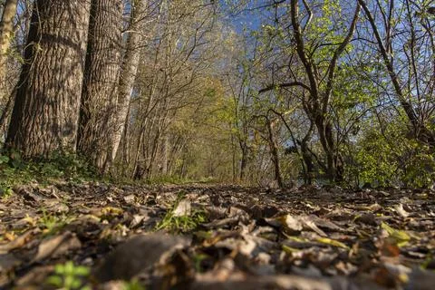 Early springtime Stock Photos