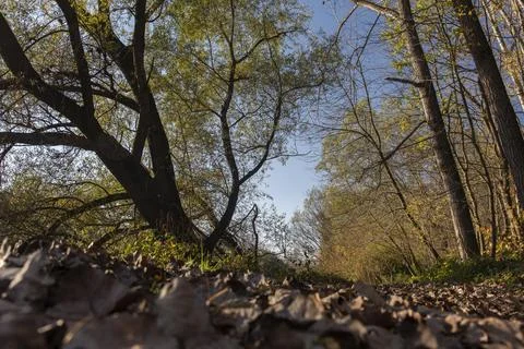 Early springtime Stock Photos