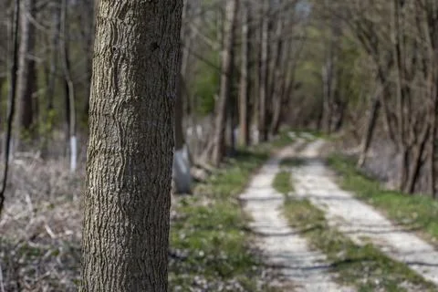 Early springtime Stock Photos