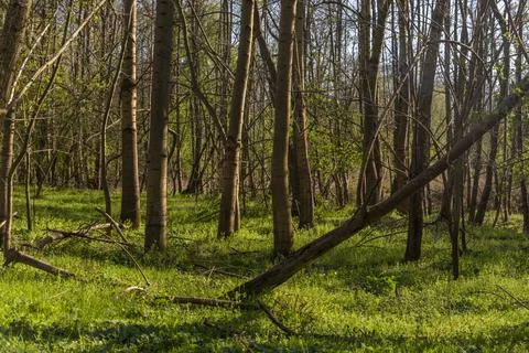 Early springtime Stock Photos