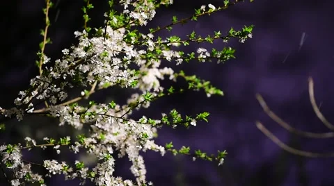 Early springtime snowfall and a blooming tree Stock Footage 63454867