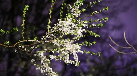 Early springtime snowfall and a blooming tree 스톡 동영상 63454884
