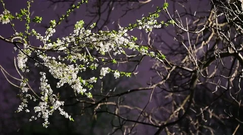 Early springtime snowfall and a blooming tree Vídeo Stock 63454887