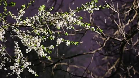 Early springtime snowfall and a blooming tree Stock Footage 63454888