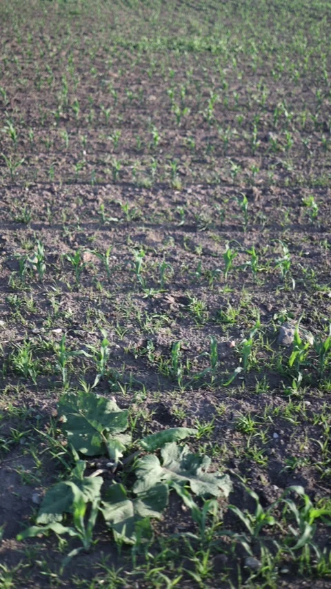 Early stage corn crop growing in cultivated farmland during spring with neat row 库存影片 337941271