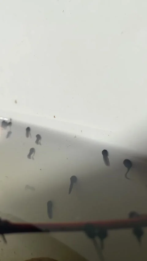 Early stage tadpoles navigating and hiding among aquatic plants Stock Footage 341671212