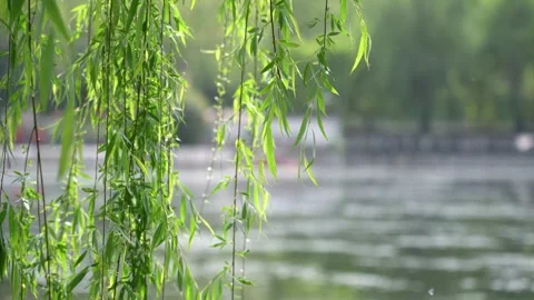In the early summer of 4K, the willow spit out buds and chatted with the win Video stock 334100362