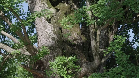 In early summer, the ancient ginkgo trees sway in the breeze Stock Footage 241080448