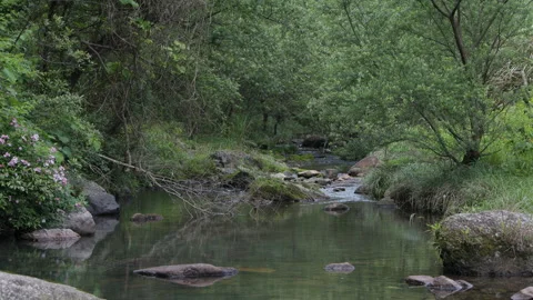 Early summer green valley streams flow slowly Stock Footage 241231734