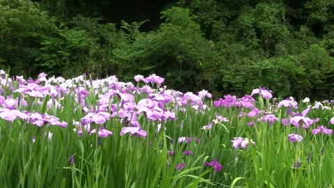 Early Summer Iris Video stock 327481119