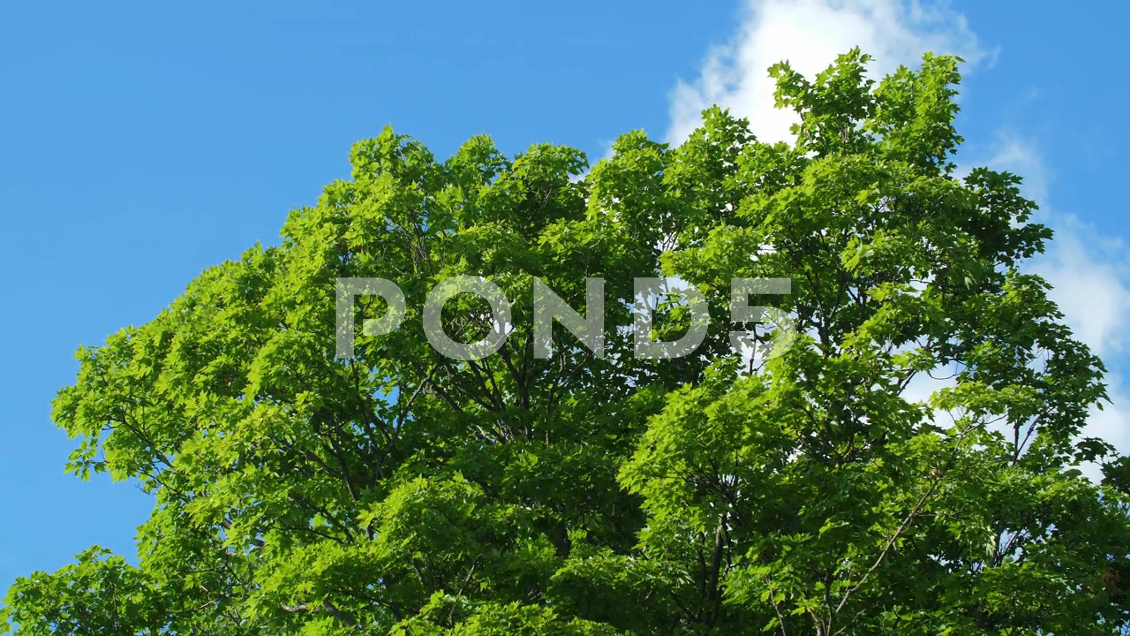 maple trees in summer