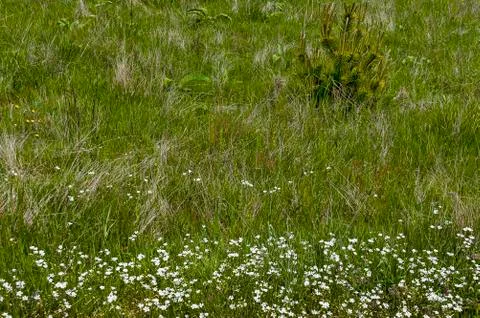 Early summer meadow with  different grass and blossom white wildflower Stock Photos