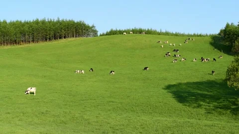 Early Summer Ranch Vidéo 332824939