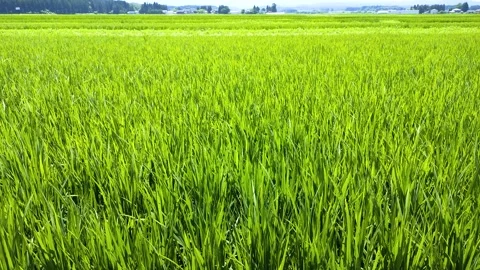Early summer rice fields: rice leaves swaying in the wind, Japan Stock Footage 306502481