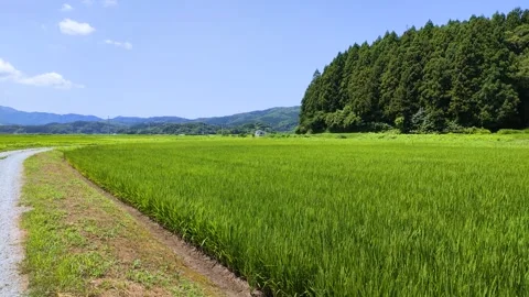 Early summer rice fields: rice leaves swaying in the wind, tohoku Japan Stock Footage 307741127