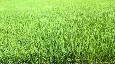 Early summer rice fields: rice leaves swaying in the wind, tohoku Japan Stock Footage 307741129