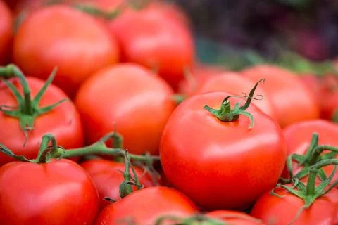 Early Summer Tomatoes Stock-Fotos