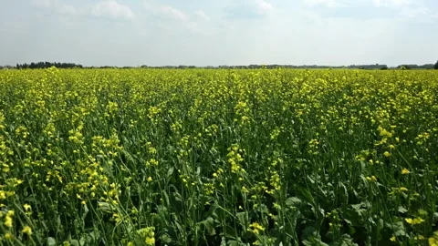 Early summer view of a large farm field with a blooming canola crop.  Stock Footage 275597572