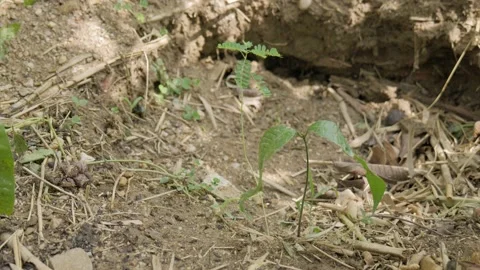 Early tamarind shoot or sprout plant with green leaf. Stock Footage 155345337