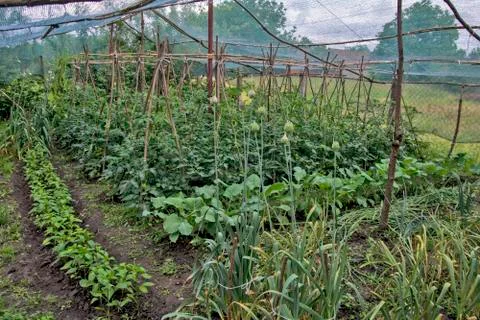 Early vegetables under a protective net Stock Photos