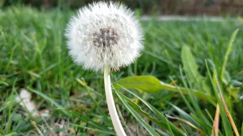 Early weed flower before spring Stock Footage 104344106