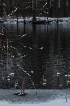 Early willow buds Stock Photos