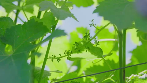Early wine grapes 2 Stock Footage 143783047