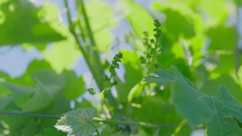 Early wine grapes Stock Footage 143783997