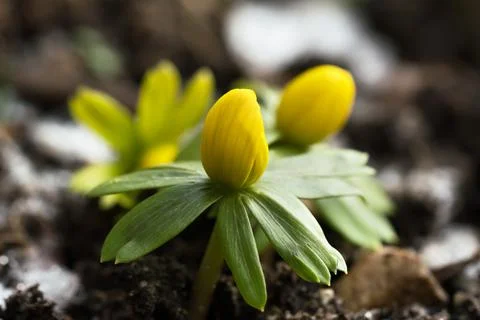 Early winter aconites Stock Photos