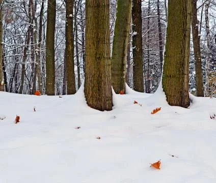 Early winter. The fallen-down oak leaves on snow. Stock Photos