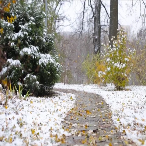 Early winter in park, snow in botanic garden Stock Footage 69519206