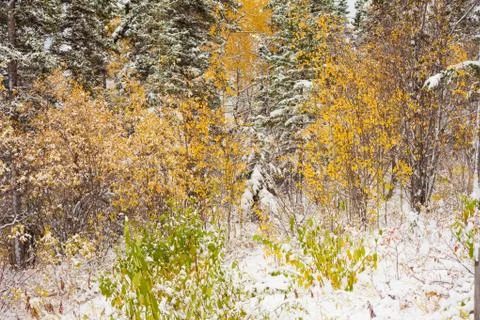 Early winter Stock Photos