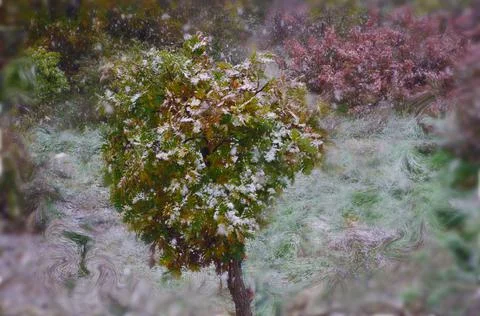 Early Winter. 写真素材