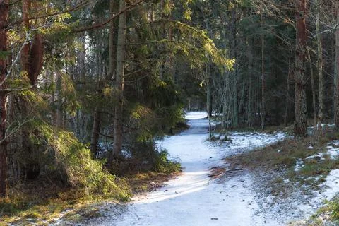 Early winter in the pine forest Stock Photos