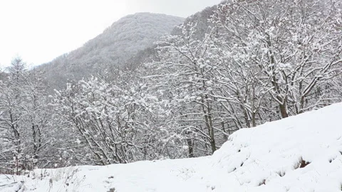 Early Winter Snow and Trees Stock-Footage 331991905