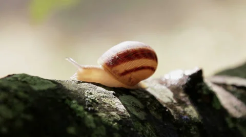 Earnestly Moving Snail Stock Footage 35410704