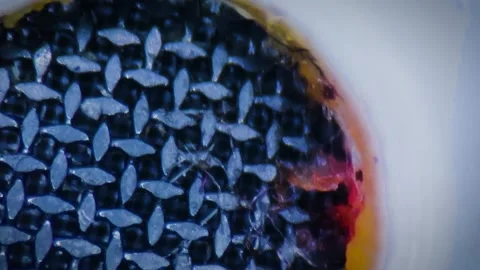 Earphone diaphragm under the stereo microscope Stock Footage 167061417