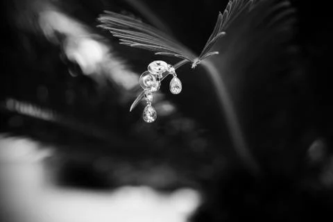 Earrings Stock Photos