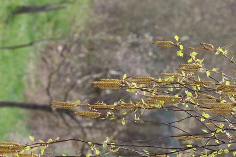 Earrings on the trees Stock Photos